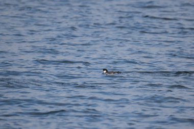 Antik Murrelet (Synthliboramphus antiquus), Auk familyasından bir kuş türü. Bu fotoğraf Japonya 'da çekildi..