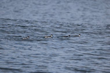 Antik Murrelet (Synthliboramphus antiquus), Auk familyasından bir kuş türü. Bu fotoğraf Japonya 'da çekildi..