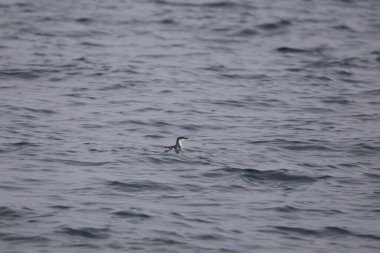 Uzun gagalı murrelet (Brachyramphus perdix), Kuzey Pasifik 'ten gelen küçük bir deniz kuşudur. Bu fotoğraf Japonya 'da çekildi..