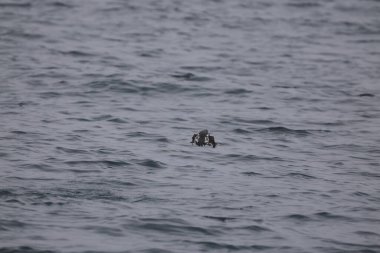 Uzun gagalı murrelet (Brachyramphus perdix), Kuzey Pasifik 'ten gelen küçük bir deniz kuşudur. Bu fotoğraf Japonya 'da çekildi..