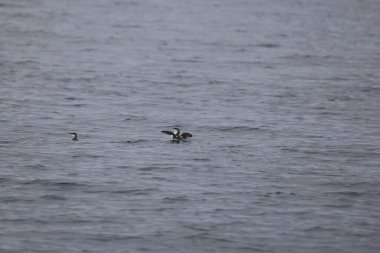 Uzun gagalı murrelet (Brachyramphus perdix), Kuzey Pasifik 'ten gelen küçük bir deniz kuşudur. Bu fotoğraf Japonya 'da çekildi..