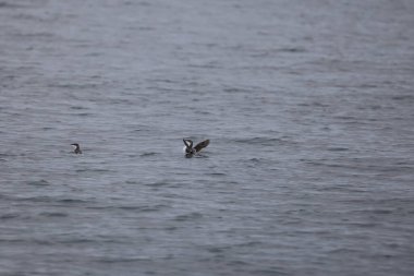 Uzun gagalı murrelet (Brachyramphus perdix), Kuzey Pasifik 'ten gelen küçük bir deniz kuşudur. Bu fotoğraf Japonya 'da çekildi..