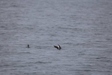 Uzun gagalı murrelet (Brachyramphus perdix), Kuzey Pasifik 'ten gelen küçük bir deniz kuşudur. Bu fotoğraf Japonya 'da çekildi..