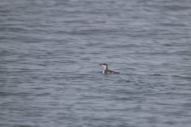 Uzun gagalı murrelet (Brachyramphus perdix), Kuzey Pasifik 'ten gelen küçük bir deniz kuşudur. Bu fotoğraf Japonya 'da çekildi..