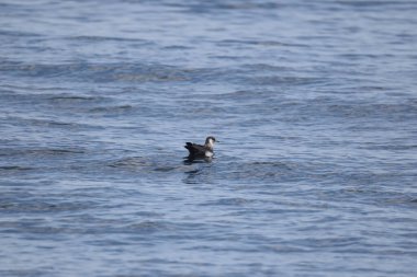 Pomarine jaeger (Stercorarius pomarinus), Stercorariiidae familyasından bir denizkuşu türü. Tropikal okyanuslarda kışı denizde geçiren bir göçmen.. 