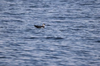 Pomarine jaeger (Stercorarius pomarinus), Stercorariiidae familyasından bir denizkuşu türü. Tropikal okyanuslarda kışı denizde geçiren bir göçmen.. 