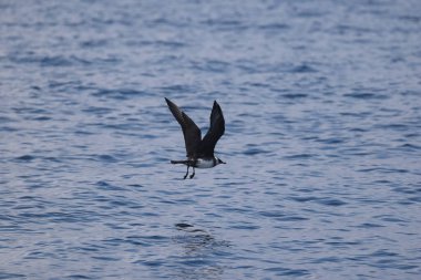 Pomarine jaeger (Stercorarius pomarinus), Stercorariiidae familyasından bir denizkuşu türü. Tropikal okyanuslarda kışı denizde geçiren bir göçmen.. 