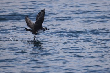Pomarine jaeger (Stercorarius pomarinus), Stercorariiidae familyasından bir denizkuşu türü. Tropikal okyanuslarda kışı denizde geçiren bir göçmen.. 