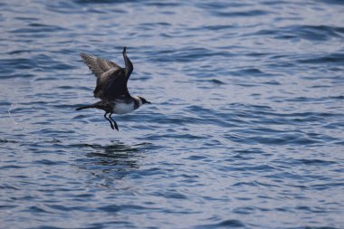 Pomarine jaeger (Stercorarius pomarinus), Stercorariiidae familyasından bir denizkuşu türü. Tropikal okyanuslarda kışı denizde geçiren bir göçmen.. 