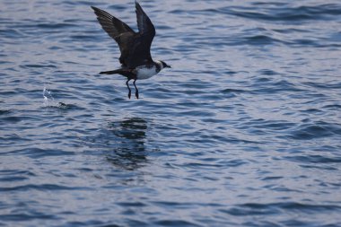 Pomarine jaeger (Stercorarius pomarinus), Stercorariiidae familyasından bir denizkuşu türü. Tropikal okyanuslarda kışı denizde geçiren bir göçmen.. 