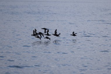 Japonya 'da Asya beyaz kanatlı scoter (Melanitta fusca stejnegeri)