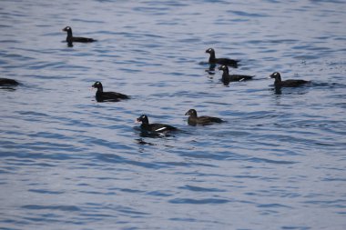 Japonya 'da Asya beyaz kanatlı scoter (Melanitta fusca stejnegeri)
