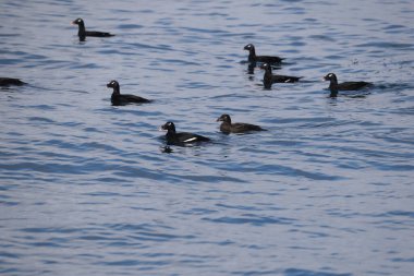 Japonya 'da Asya beyaz kanatlı scoter (Melanitta fusca stejnegeri)