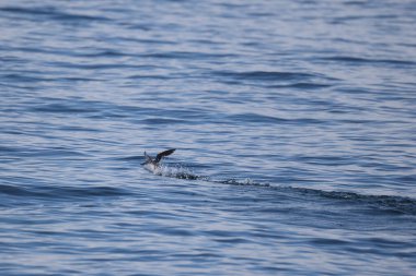 Uzun gagalı murrelet (Brachyramphus perdix), Kuzey Pasifik 'ten gelen küçük bir deniz kuşudur. Bu fotoğraf Japonya 'da çekildi..