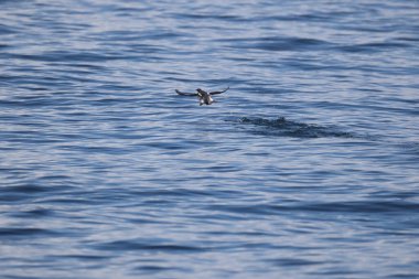 Uzun gagalı murrelet (Brachyramphus perdix), Kuzey Pasifik 'ten gelen küçük bir deniz kuşudur. Bu fotoğraf Japonya 'da çekildi..