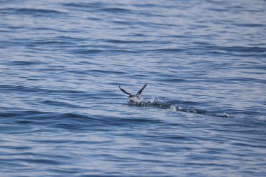 Uzun gagalı murrelet (Brachyramphus perdix), Kuzey Pasifik 'ten gelen küçük bir deniz kuşudur. Bu fotoğraf Japonya 'da çekildi..