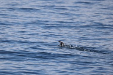 Uzun gagalı murrelet (Brachyramphus perdix), Kuzey Pasifik 'ten gelen küçük bir deniz kuşudur. Bu fotoğraf Japonya 'da çekildi..