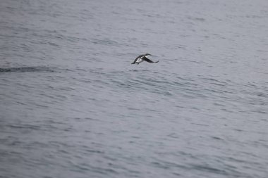Uzun gagalı murrelet (Brachyramphus perdix), Kuzey Pasifik 'ten gelen küçük bir deniz kuşudur. Bu fotoğraf Japonya 'da çekildi..