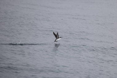 Uzun gagalı murrelet (Brachyramphus perdix), Kuzey Pasifik 'ten gelen küçük bir deniz kuşudur. Bu fotoğraf Japonya 'da çekildi..