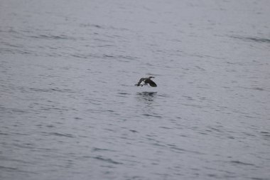 Uzun gagalı murrelet (Brachyramphus perdix), Kuzey Pasifik 'ten gelen küçük bir deniz kuşudur. Bu fotoğraf Japonya 'da çekildi..