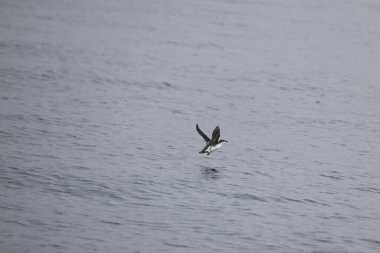 Uzun gagalı murrelet (Brachyramphus perdix), Kuzey Pasifik 'ten gelen küçük bir deniz kuşudur. Bu fotoğraf Japonya 'da çekildi..