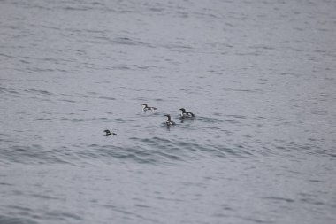 Uzun gagalı murrelet (Brachyramphus perdix), Kuzey Pasifik 'ten gelen küçük bir deniz kuşudur. Bu fotoğraf Japonya 'da çekildi..