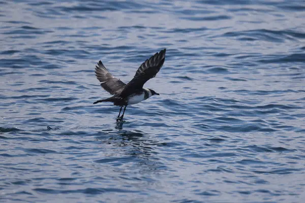 Pomarine jaeger (Stercorarius pomarinus), Stercorariiidae familyasından bir denizkuşu türü. Tropikal okyanuslarda kışı denizde geçiren bir göçmen.. 