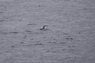 Uzun gagalı murrelet (Brachyramphus perdix), Kuzey Pasifik 'ten gelen küçük bir deniz kuşudur. Bu fotoğraf Japonya 'da çekildi..