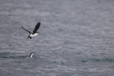 Uzun gagalı murrelet (Brachyramphus perdix), Kuzey Pasifik 'ten gelen küçük bir deniz kuşudur. Bu fotoğraf Japonya 'da çekildi..