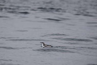 Uzun gagalı murrelet (Brachyramphus perdix), Kuzey Pasifik 'ten gelen küçük bir deniz kuşudur. Bu fotoğraf Japonya 'da çekildi..