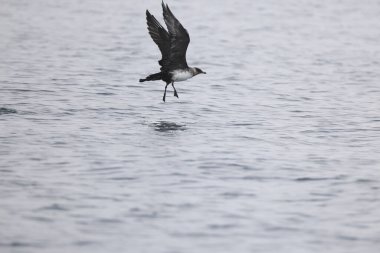 Pomarine jaeger (Stercorarius pomarinus), Stercorariiidae familyasından bir denizkuşu türü. Tropikal okyanuslarda kışı denizde geçiren bir göçmen..