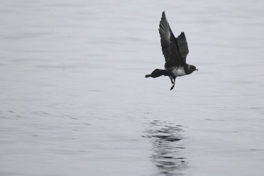 Pomarine jaeger (Stercorarius pomarinus), Stercorariiidae familyasından bir denizkuşu türü. Tropikal okyanuslarda kışı denizde geçiren bir göçmen..