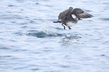 Pomarine jaeger (Stercorarius pomarinus), Stercorariiidae familyasından bir denizkuşu türü. Tropikal okyanuslarda kışı denizde geçiren bir göçmen..