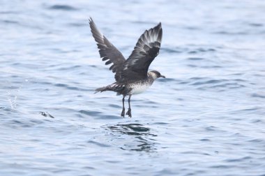Pomarine jaeger (Stercorarius pomarinus), Stercorariiidae familyasından bir denizkuşu türü. Tropikal okyanuslarda kışı denizde geçiren bir göçmen..