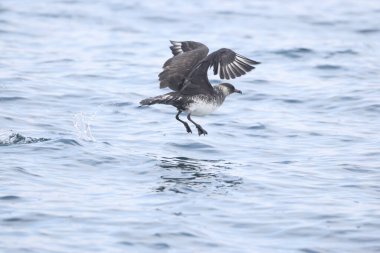 Pomarine jaeger (Stercorarius pomarinus), Stercorariiidae familyasından bir denizkuşu türü. Tropikal okyanuslarda kışı denizde geçiren bir göçmen..
