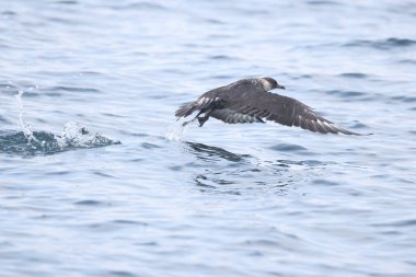 Pomarine jaeger (Stercorarius pomarinus), Stercorariiidae familyasından bir denizkuşu türü. Tropikal okyanuslarda kışı denizde geçiren bir göçmen..