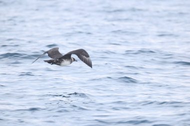 Pomarine jaeger (Stercorarius pomarinus), Stercorariiidae familyasından bir denizkuşu türü. Tropikal okyanuslarda kışı denizde geçiren bir göçmen..