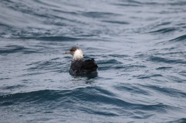 Pomarine jaeger (Stercorarius pomarinus), Stercorariiidae familyasından bir denizkuşu türü. Tropikal okyanuslarda kışı denizde geçiren bir göçmen..