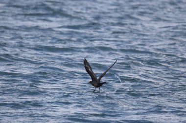 Pomarine jaeger (Stercorarius pomarinus), Stercorariiidae familyasından bir denizkuşu türü. Tropikal okyanuslarda kışı denizde geçiren bir göçmendir. Bu karanlık bir şekil..