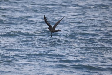 Pomarine jaeger (Stercorarius pomarinus), Stercorariiidae familyasından bir denizkuşu türü. Tropikal okyanuslarda kışı denizde geçiren bir göçmendir. Bu karanlık bir şekil..