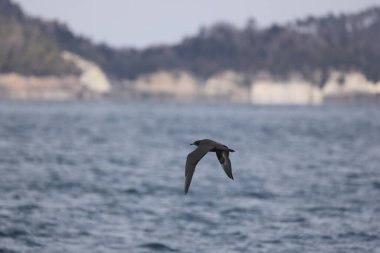 Pomarine jaeger (Stercorarius pomarinus), Stercorariiidae familyasından bir denizkuşu türü. Tropikal okyanuslarda kışı denizde geçiren bir göçmendir. Bu karanlık bir şekil..