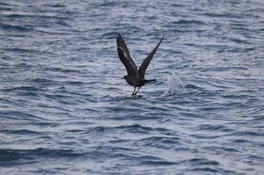 Pomarine jaeger (Stercorarius pomarinus), Stercorariiidae familyasından bir denizkuşu türü. Tropikal okyanuslarda kışı denizde geçiren bir göçmendir. Bu karanlık bir şekil..