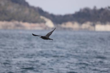 Pomarine jaeger (Stercorarius pomarinus), Stercorariiidae familyasından bir denizkuşu türü. Tropikal okyanuslarda kışı denizde geçiren bir göçmendir. Bu karanlık bir şekil..