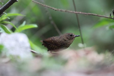 Pnoepyga pusilla ya da pigme wren-babbler, Pnoepyga burungiller familyasından bir kuş türüdür. Bu fotoğraf Kuzeybatı Hindistan 'da çekildi..