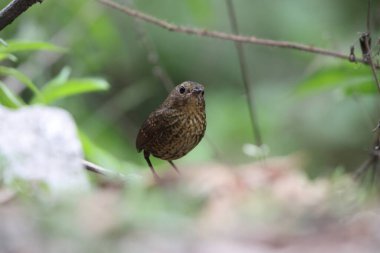 Pnoepyga pusilla ya da pigme wren-babbler, Pnoepyga burungiller familyasından bir kuş türüdür. Bu fotoğraf Kuzeybatı Hindistan 'da çekildi..