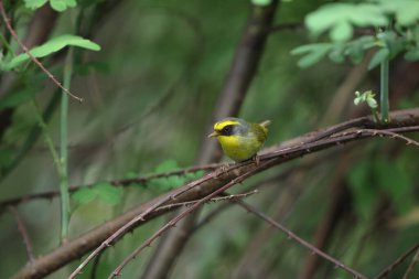 Siyah yüzlü ötleğen (