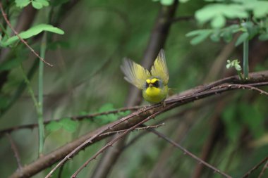 Siyah yüzlü ötleğen (