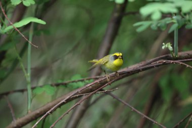 Siyah yüzlü ötleğen (