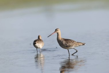 Kara kuyruklu Godwit (Limosa limoza melanuroides), uzun bacaklı, uzun gagalı bir kıyı kuşudur. Bu fotoğraf Japonya 'da çekildi..