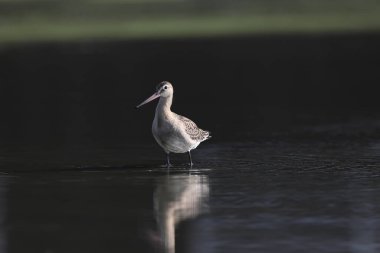 Kara kuyruklu Godwit (Limosa limoza melanuroides), uzun bacaklı, uzun gagalı bir kıyı kuşudur. Bu fotoğraf Japonya 'da çekildi..